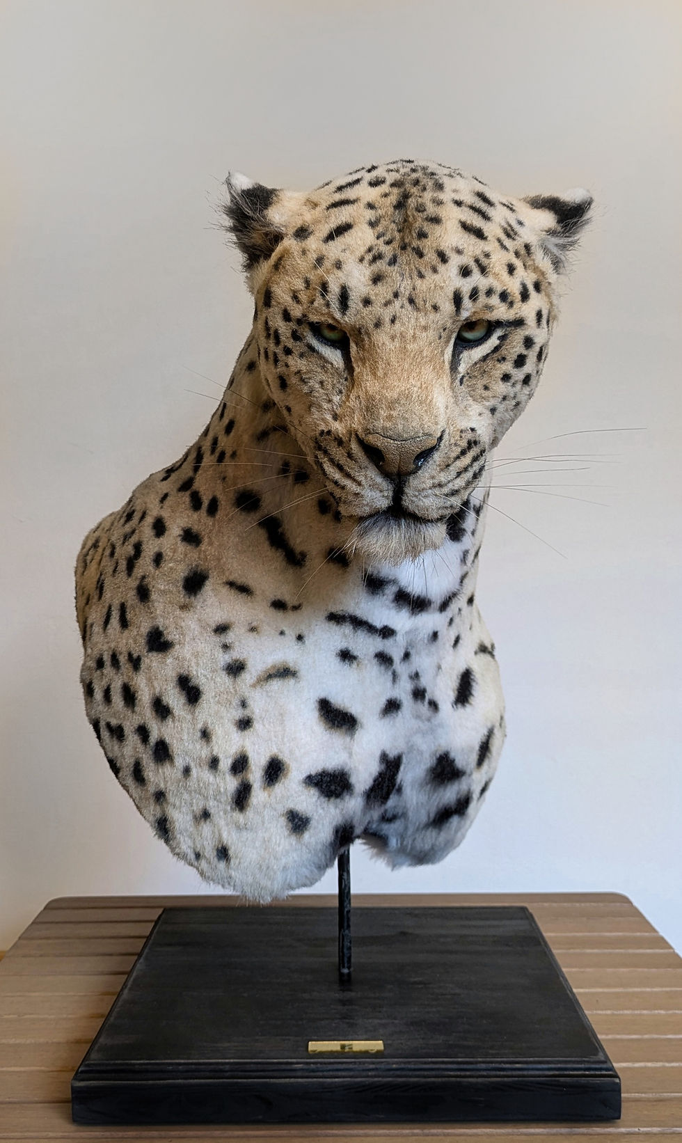Thumbnail: Handcrafted leopard replica by Ami Zarug. 65x40x60 cm. 100% animal-free luxury wall art. Signed.