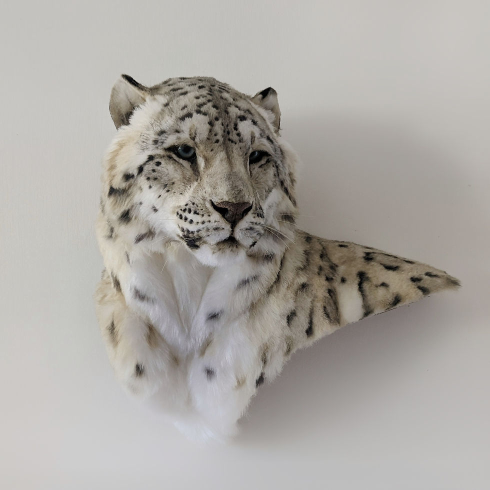 Thumbnail: Life-Sized Snow Leopard Shoulder Wall Mount Reproduction - Side View