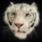 White Tiger Head Reproduction Wall Mount - Lifelike Faux Taxidermy by Animal Replicas