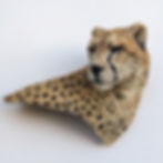 Cheetah Wall Head Mount Reproduction - Realistic Faux Taxidermy by Animal Replicas
