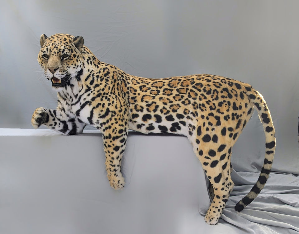 Jaguar Taxidermy Lifelike Replica handcrafted by Ami Zarug, realistic wildlife replica by Animal Replicas.