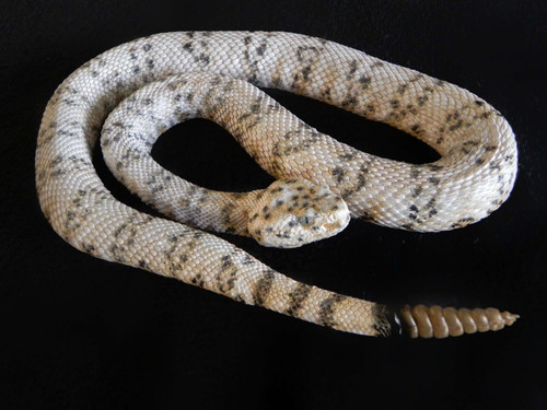 (売り切り最終価格)STAR OF HOLLYWOOD Rattle Snake Rattlesnake Replicas Life-Sized Reproduction | Animal