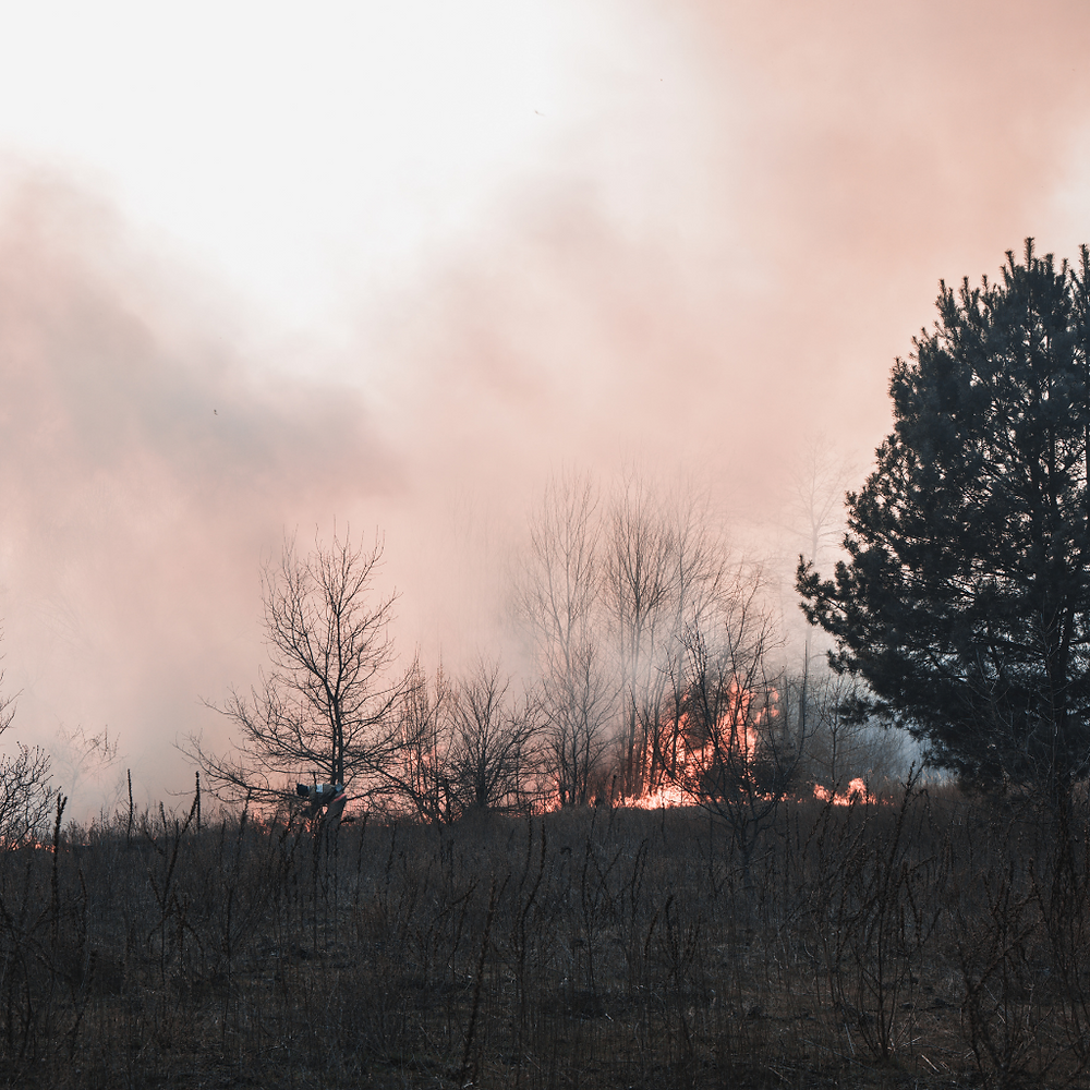 Do Forests Grow Back After Fire?