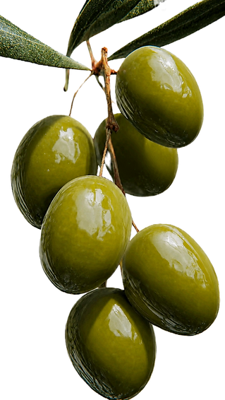 Olive branch representing authentic Mediterranean and Syrian flavours