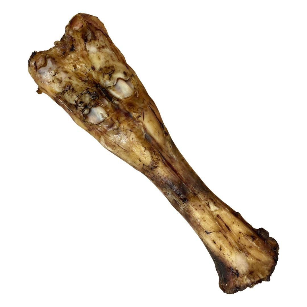 Cow leg bone dog chew without hoof