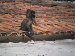 Macaquinhos na fonte do amores