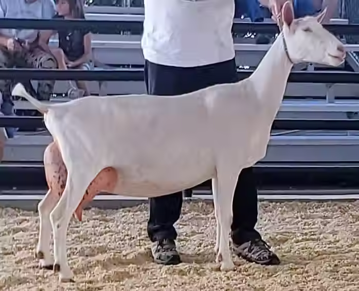 SGCH Old-English Piper 9*M