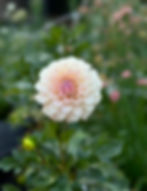 Thumbnail: Sweet Nathalie