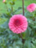 Thumbnail: KA™ Keltie Rose
