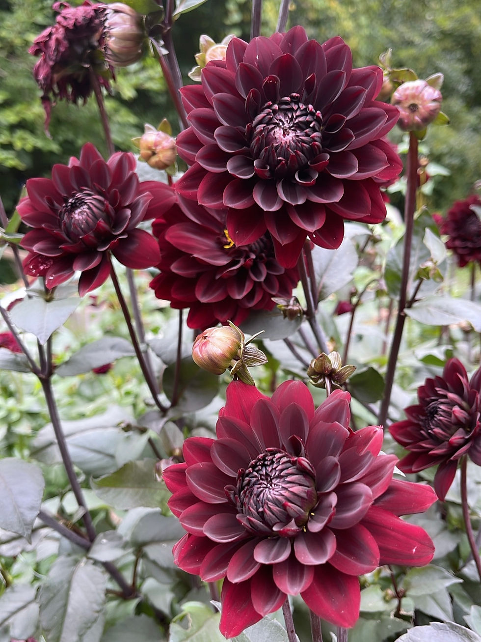 Thumbnail: Karma Choc