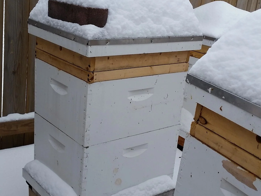 Bees in Winter