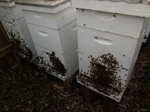 Summer Bees