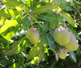 MANGO SEASON