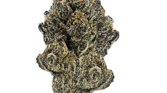 Strain of the Month: Watermelon Gumdrop