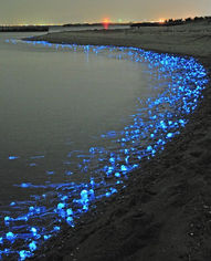 1Bioluminiscencia.jpg