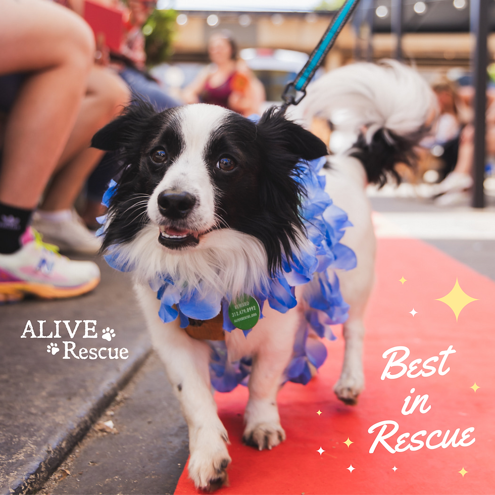 Best In Rescue