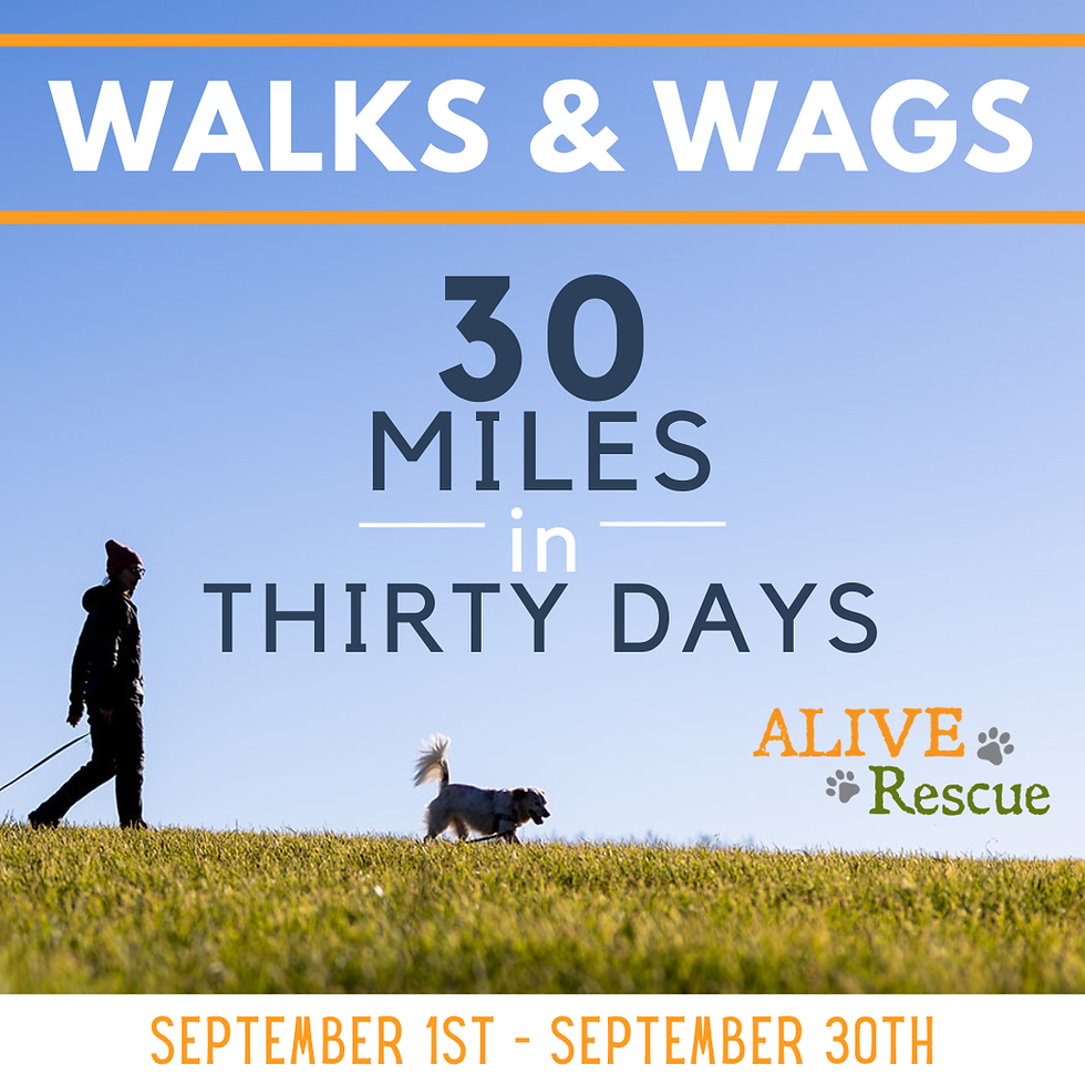 Walks and Wags