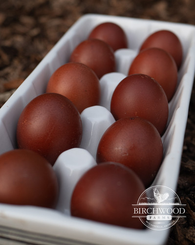 5+ Splash Copper Marans Hatching Eggs – NPIP Certified – Nichols County, TN-547456