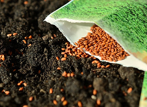 Seed Delivery