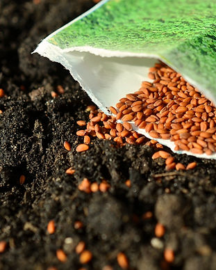 Seed Delivery