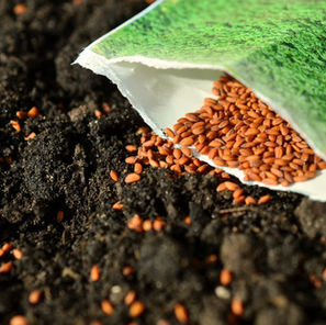 Laying seeds in soil