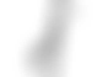 Τάξη Καμηλοπάρδαλης 🦒