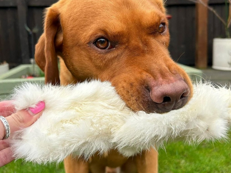 10 Surprising Reasons Fur Dog Treats are so Good for Your Dog