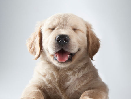 4 Reasons You Should Give Your Puppy Natural Dog Treats