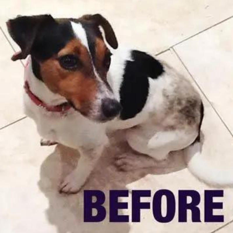 How Do You Wash Dogs Without Water? Use Our Innovative No Water Pet