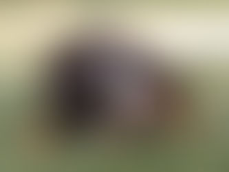 Why do Dogs Bury Bones and is it a Problem?  