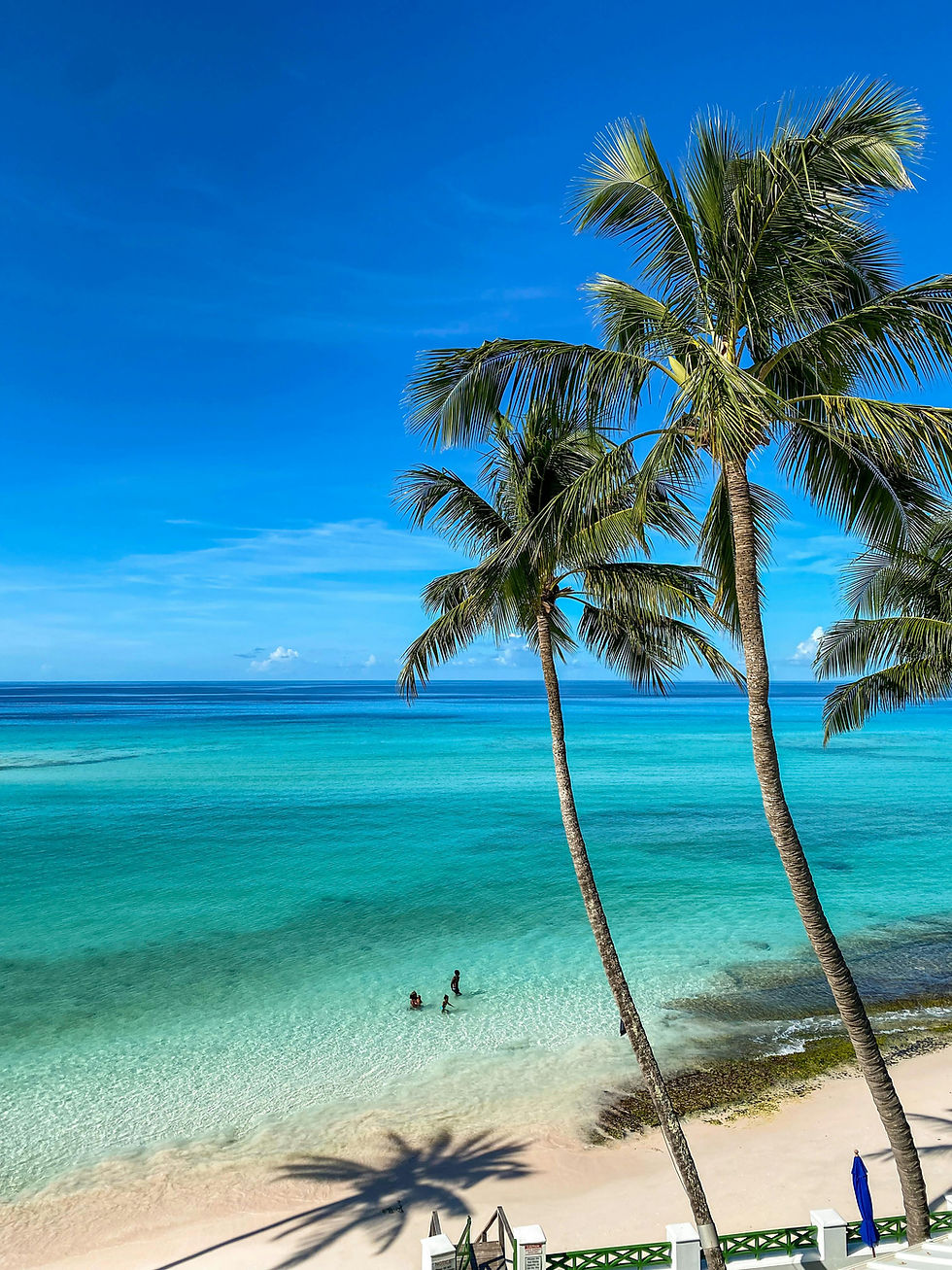 Bahamian coastline with palm trees and turquoise water for a corporate services firm in The Bahamas