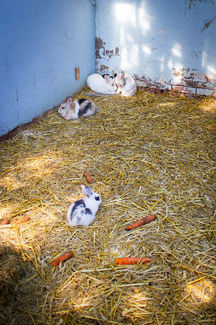 Konijnen op de boerderij Camping de Tesselse Kamping Texel