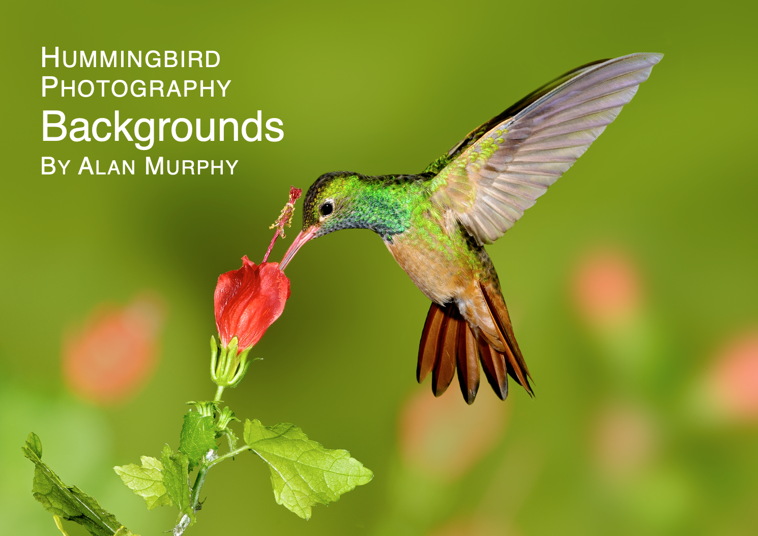 Hummingbird EBook