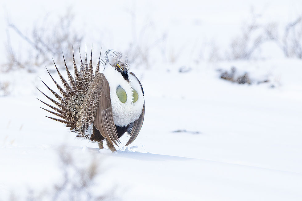 Thumbnail: Colorado Chicken Run | April 3-11, 2027 | $8000