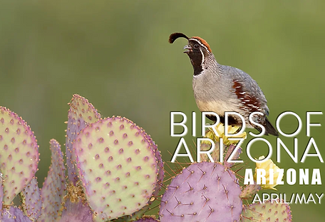 Arizona Workshop.png