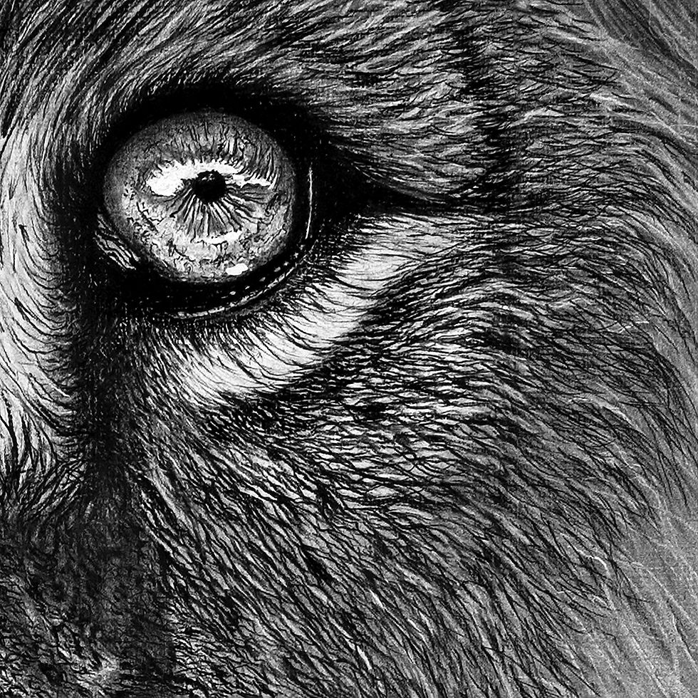 Thumbnail: Lion