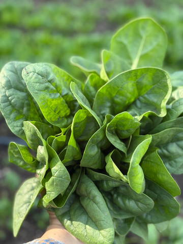 head of lettuce in farm field