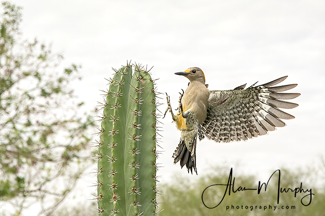 188 | Hidalgo Co | TX | Jan