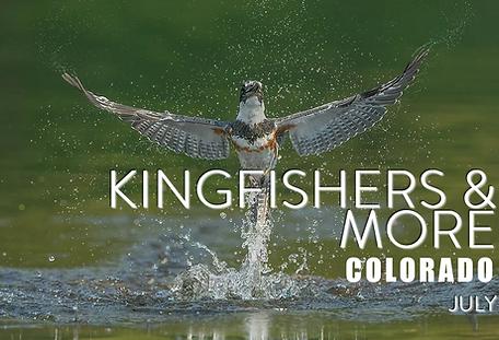 Kingfishers Workshop.png