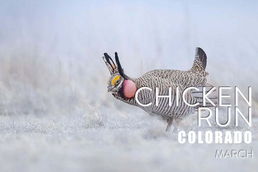 Colorado Chicken Run | April 3-11, 2025 | $8000