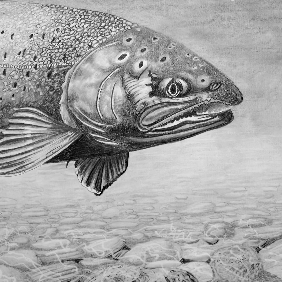 Thumbnail: Bald Eagle & Salmon