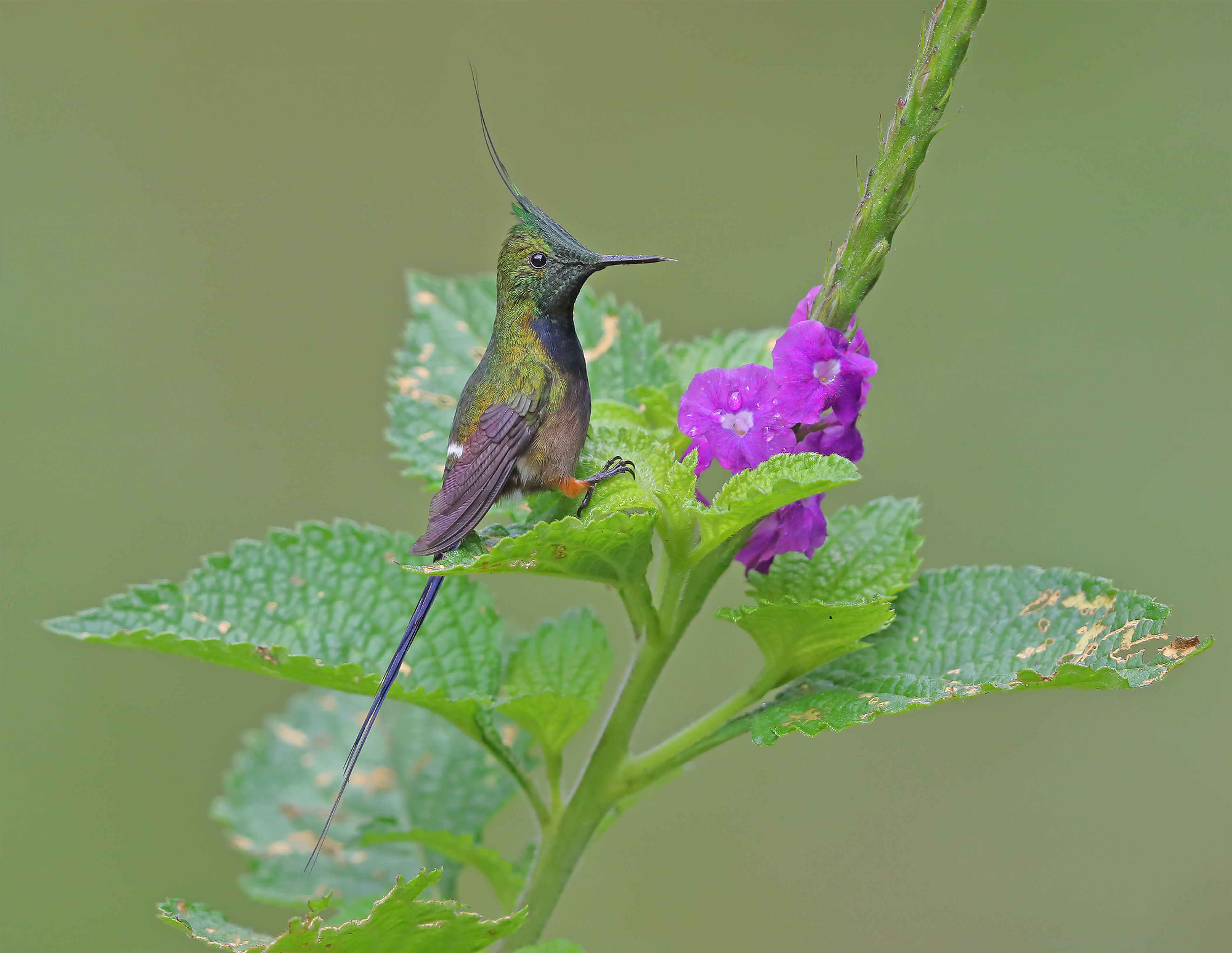 Wire-crested Thorntail
