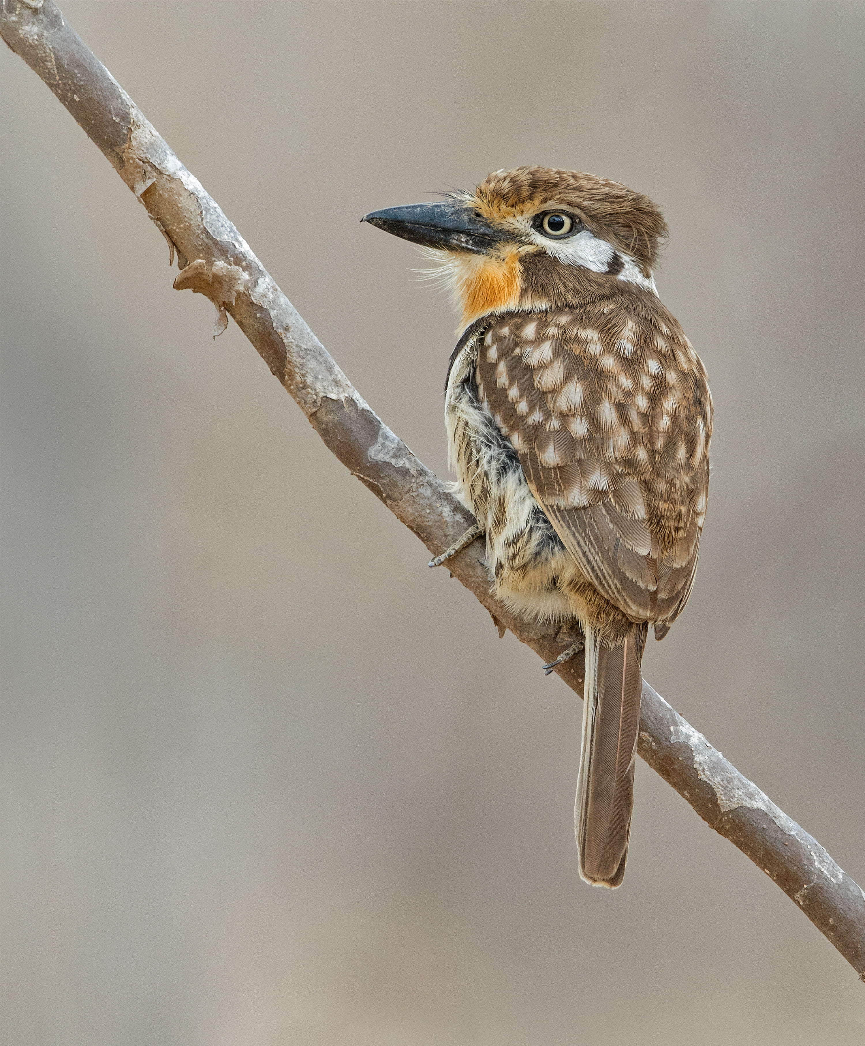 Russet-throated Puffbird