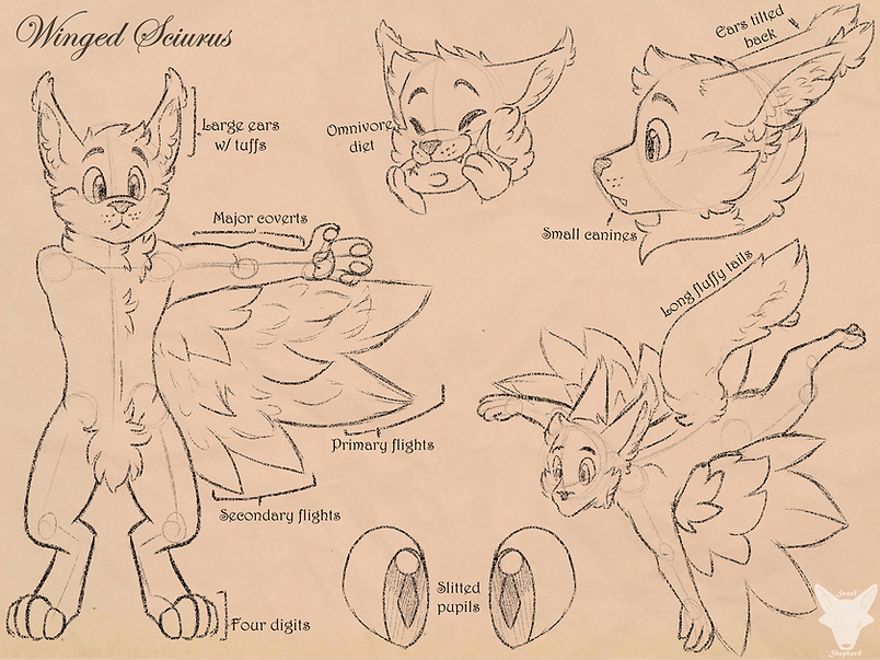 Winged Sciurus Field Sketch.png