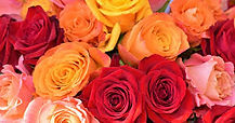 fleurs.jfif