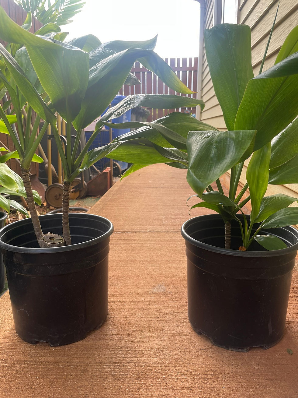 Miniatura: Hawaiian Green Ti Leaf Plants