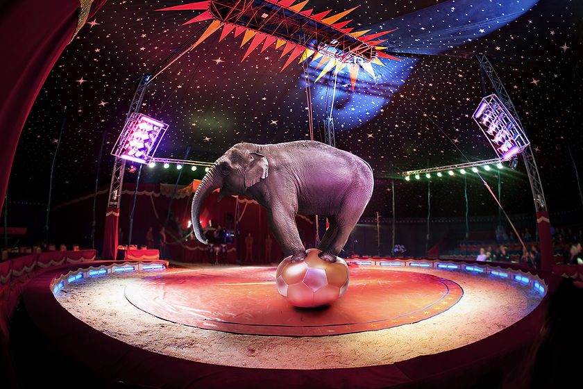 Circus Elephant