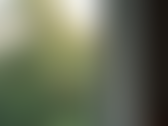 Effective Natural Spider Control: Keeping Your Space Spider-Free