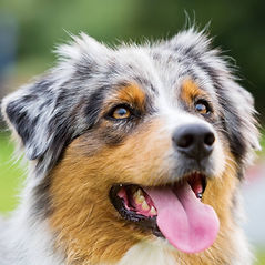 Patrick éducateur canin à Fouilloy Département de l'Oise - Région Hauts de France