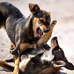 Patrick éducateur canin à Fouilloy Département de l'Oise - Région Hauts de France
